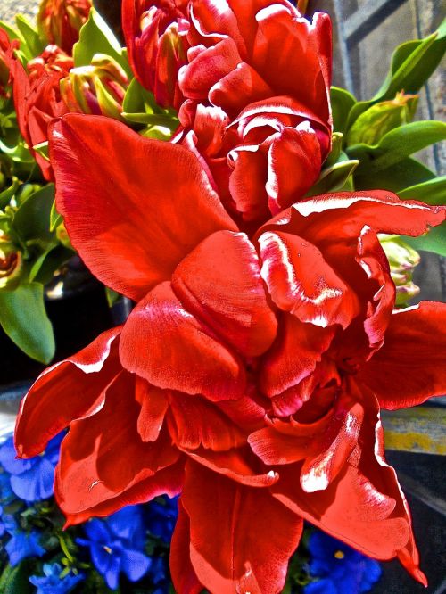 surrealism tulip red flower