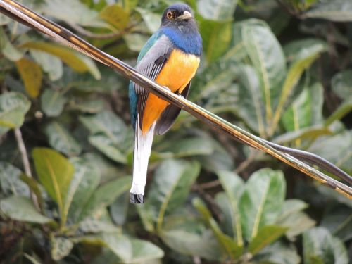 surucuá brazilian bird brazil