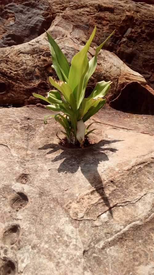 survive rocks plant