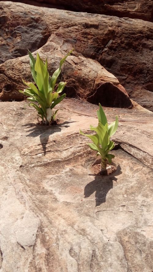 survive rocks plant