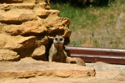 surykatka animal zoo