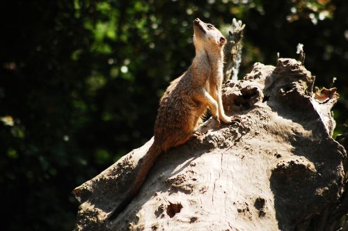 surykatka zoo savanna