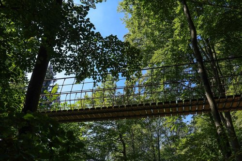 suspension bridge  forest  trees