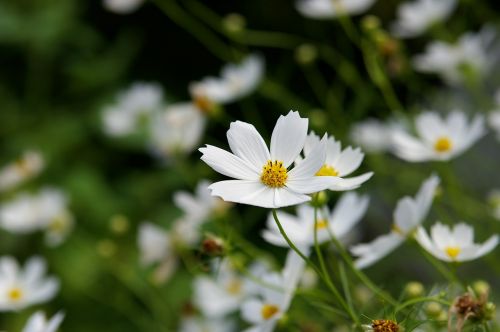 suwon cosmos nature