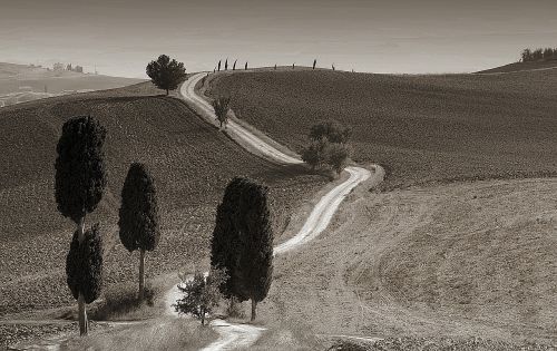 sw tuscany landscape cypress