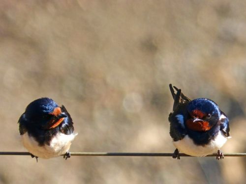 swallow couple cable