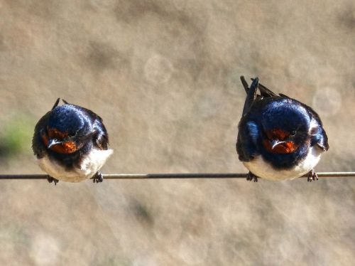 swallow couple cable