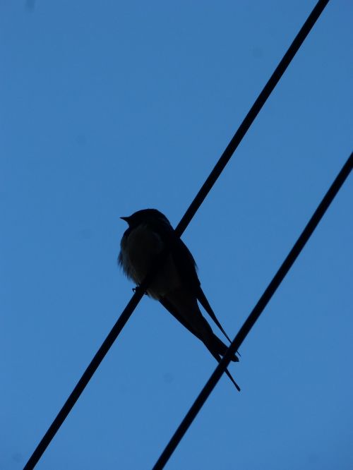 swallow cables silhouette