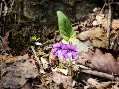 violet flowers mountain