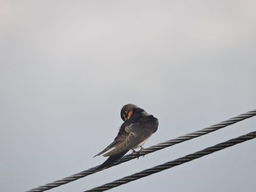 swallow wires bird