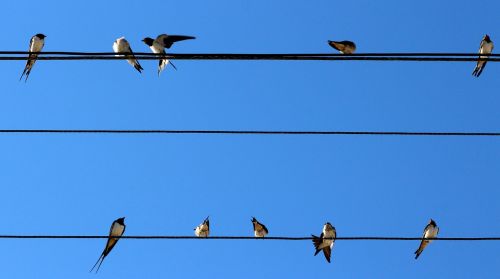 swallow birds wire