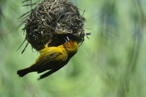 finch bird nest feathered bird