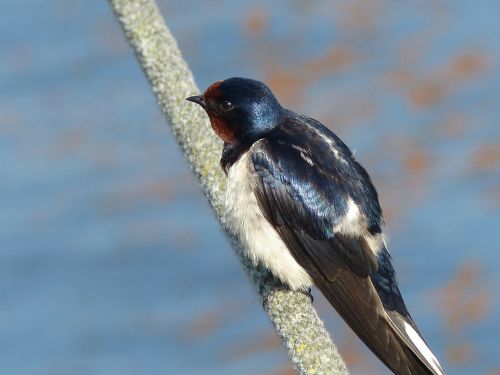 swallow young young swallow