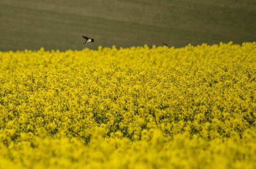 swallow rapeseed spring