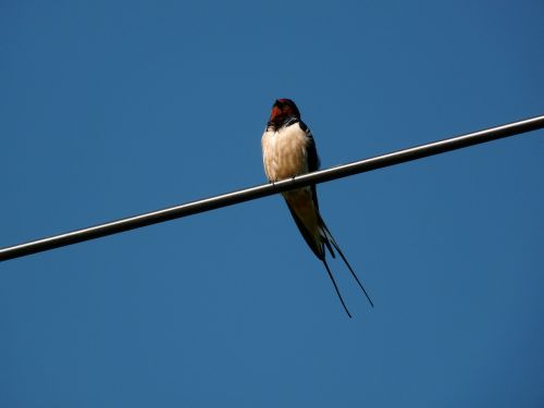 swallow blue bird