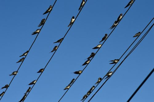 swallow swallows migratory birds
