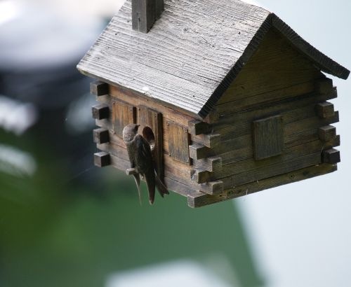 swallow birdhouse spring