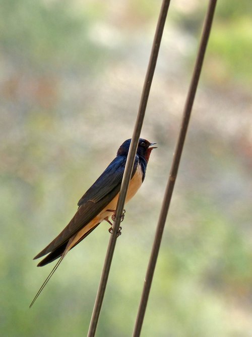 swallow  oreneta  singing bird