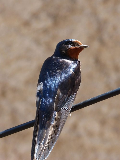 swallow  hirundo rustica  oreneta