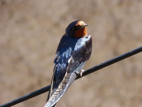 swallow  hirundo rustica  oreneta