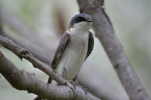 swallow  tree trunk  bird