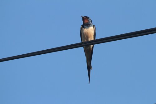 swallow  wire  sky