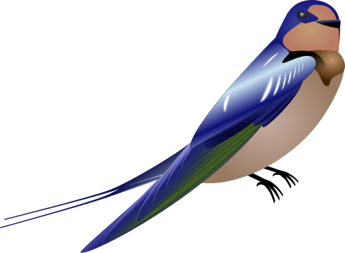 swallow bird blue