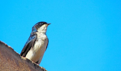 swallow  bird  blue sky