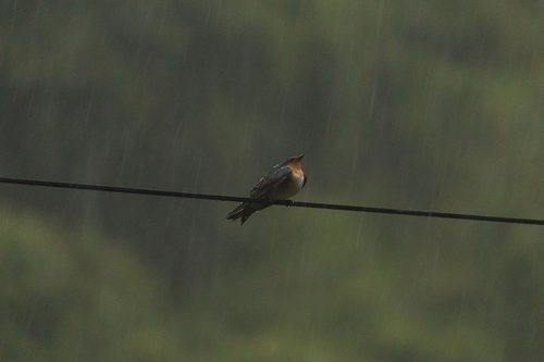 swallow  rain  bird