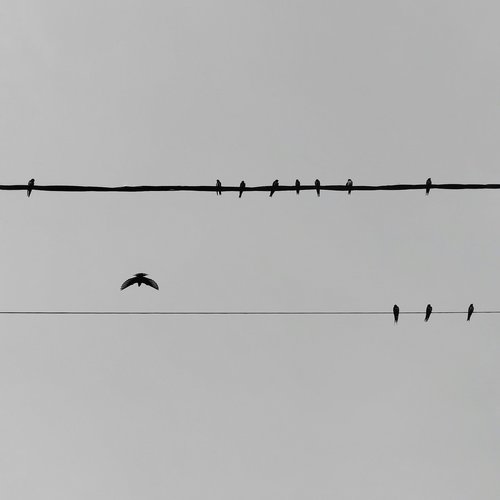 swallow  pylon  black