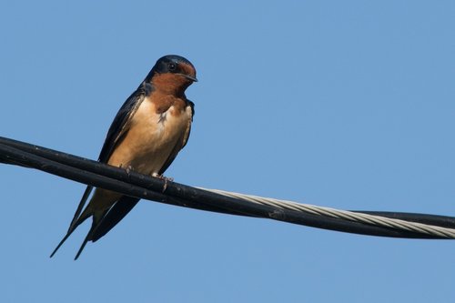 swallow  bird  animal