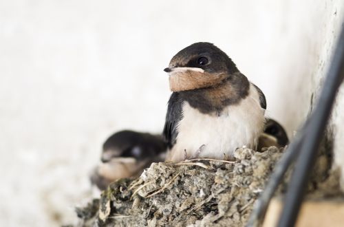 swallow bird nest