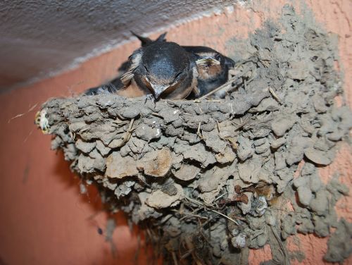swallow nest small