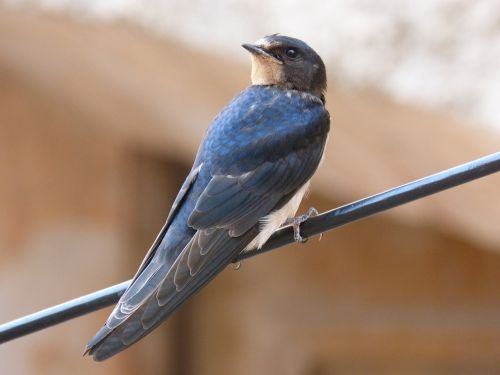 swallow cable bird