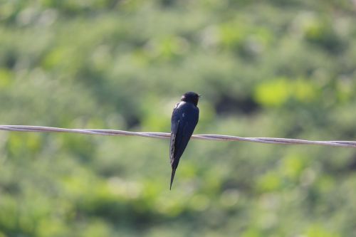 swallow bird wire black bird