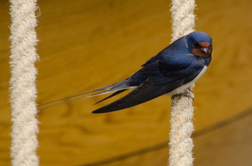 swallow bird sitting
