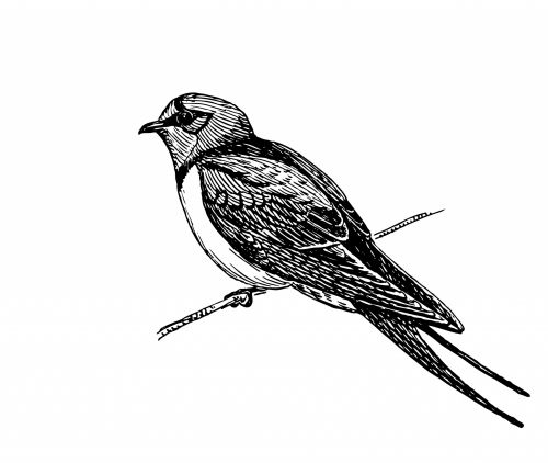 Swallow Bird Illustration Clipart