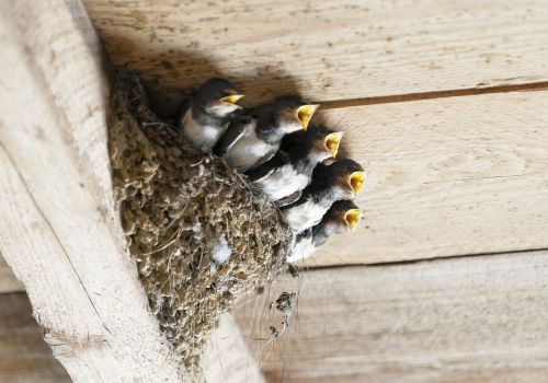 swallows bird's nest animal