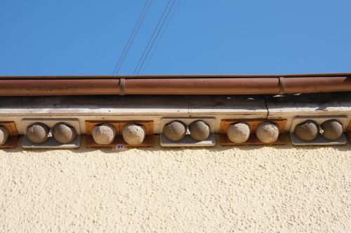 swallows nests bird nests
