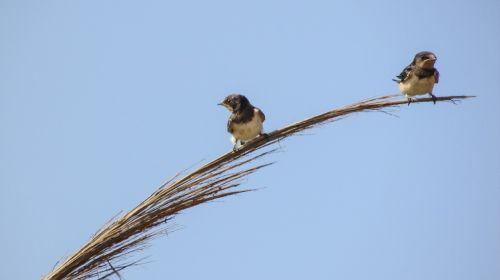 swallows resting branch