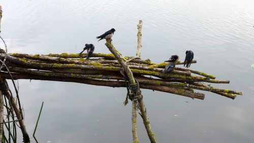 swallows birds branch