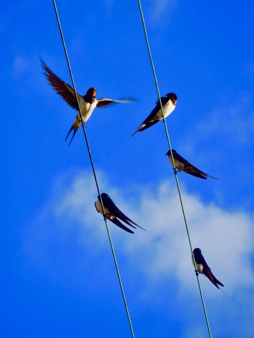 swallows sky birds