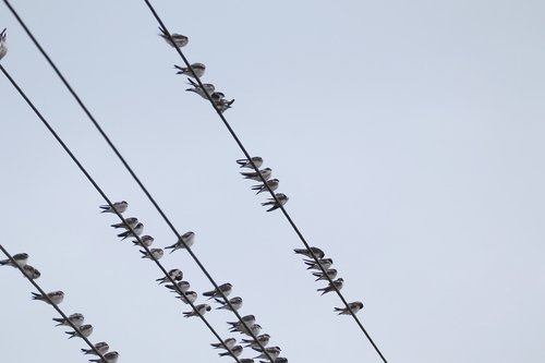 swallows  swarm  power cable