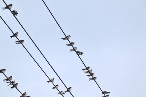 swallows  swarm  power cable