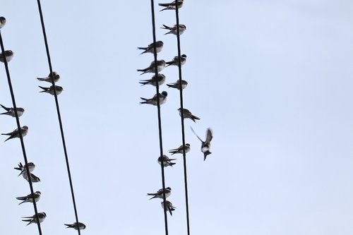 swallows  swarm  power cable