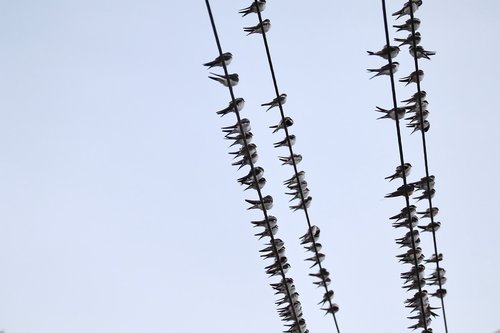 swallows  swarm  power cable