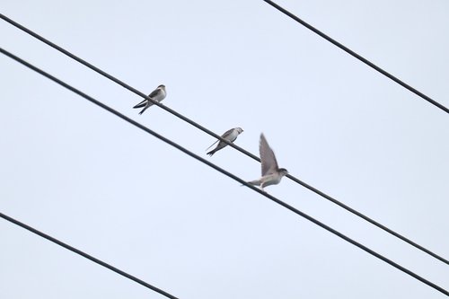 swallows  swarm  power cable