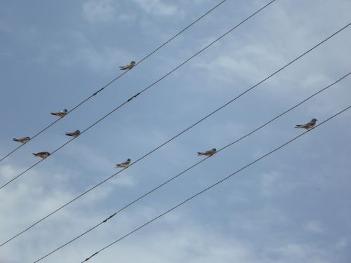swallows power lines lines