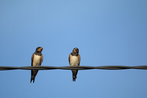 swallows  birds  nature