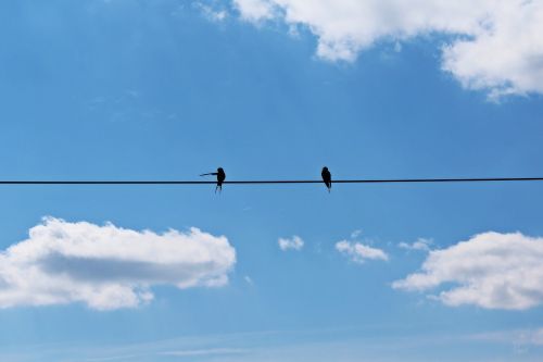 swallows pair sky